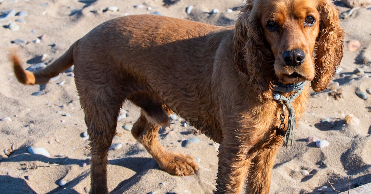 découvrez des conseils pratiques pour éliminer les odeurs de chien dans votre maison. apprenez à identifier l'origine des senteurs indésirables et à utiliser des méthodes naturelles et efficaces pour garder votre intérieur frais et agréable.