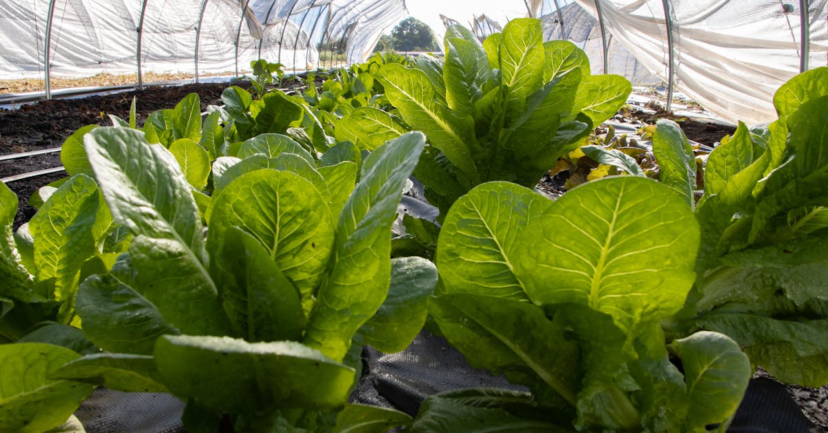 découvrez les bienfaits des plantes comestibles dans votre alimentation. apprenez à intégrer des légumes verts savoureux et nutritifs dans vos recettes pour une cuisine saine et équilibrée. explorez les variétés les plus populaires et leurs avantages pour la santé.
