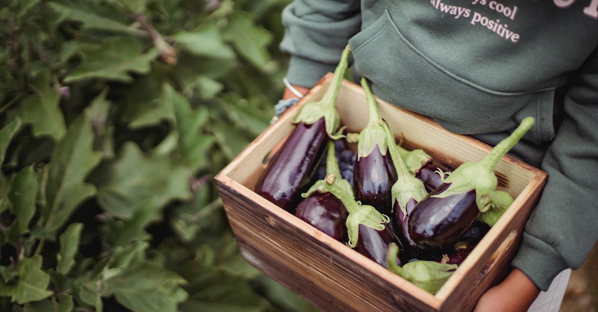 explorez le monde de l'aubergine, un légume polyvalent et savoureux qui ajoute une touche méditerranéenne à vos plats. découvrez des recettes délicieuses et des conseils pour cuisiner ce légume unique, riche en nutriments et facile à intégrer dans votre alimentation.