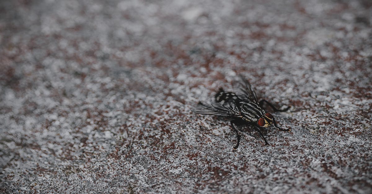 découvrez l'univers fascinant des mouches : caractéristiques, habitats, et leur rôle essentiel dans les écosystèmes. apprenez à les connaître et à les gérer dans votre environnement quotidien.