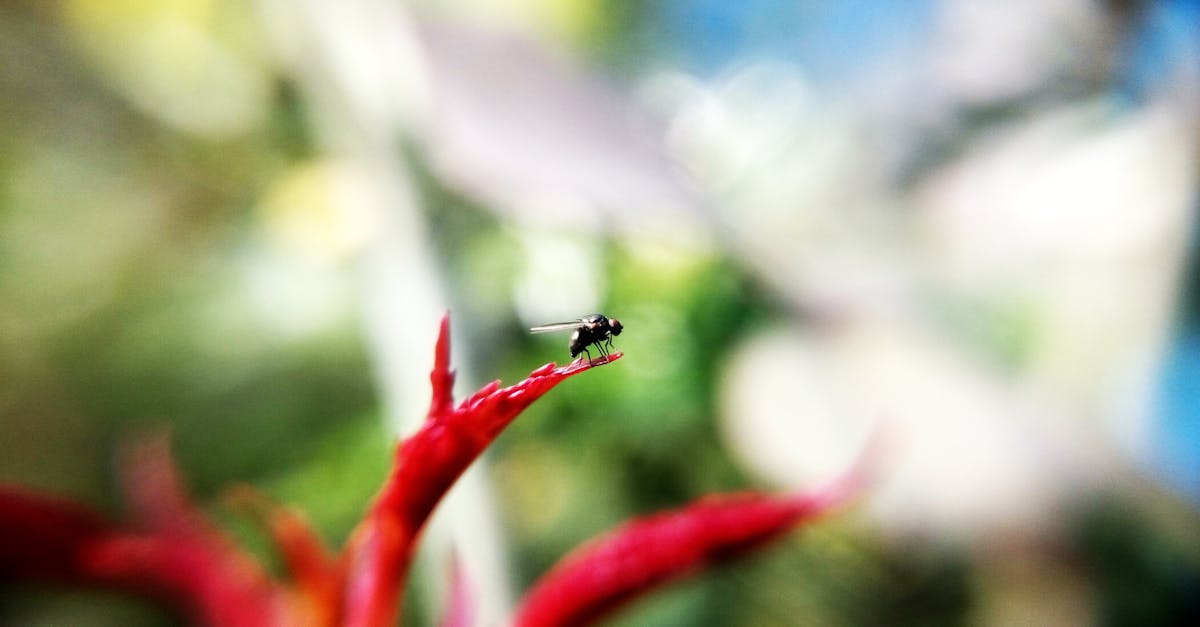 découvrez tout sur les mouches, ces insectes fascinants qui peuplent notre environnement. apprenez leur biologie, leurs comportements et leur rôle dans l'écosystème. informez-vous sur les méthodes de gestion et de prévention pour minimiser leur impact dans nos vies quotidiennes.