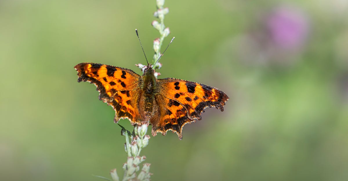découvrez tout sur les mouches : leurs types, habitats, comportements et leur impact sur l'environnement. apprenez comment les contrôler et les utiliser de manière bénéfique.