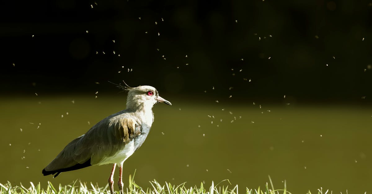 découvrez tout sur les mouches : leurs habitats, comportements, et leur impact sur notre environnement. apprenez à les reconnaître et à les contrôler efficacement.