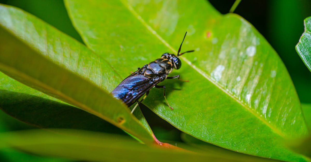 découvrez l'univers fascinant des mouches : leur biologie, leur rôle dans l'écosystème, ainsi que des astuces pour les éloigner de manière naturelle. informez-vous sur ces insectes souvent mal-aimés et apprenez à mieux cohabiter avec eux.