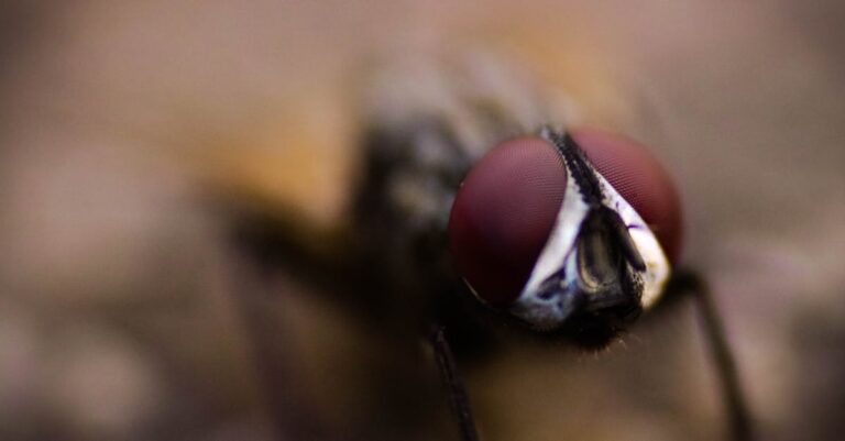 découvrez l'univers fascinant des mouches, des insectes souvent méconnus mais essentiels pour l'écosystème. apprenez-en plus sur leur biologie, leur rôle dans la pollinisation et des astuces pour gérer leur présence chez vous.
