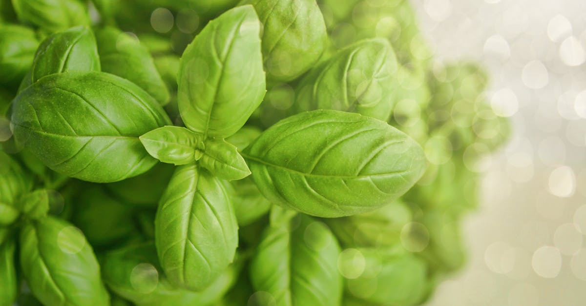découvrez des alternatives saines pour améliorer votre alimentation et votre bien-être. explorez des recettes, des conseils nutritionnels et des produits naturels qui vous aideront à adopter un mode de vie équilibré sans renoncer au plaisir.