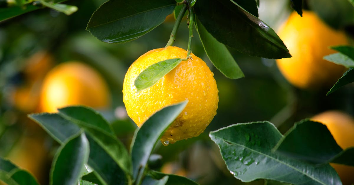 découvrez tout sur le citron : ses bienfaits pour la santé, des recettes savoureuses, et des conseils pour l'intégrer facilement dans votre alimentation.