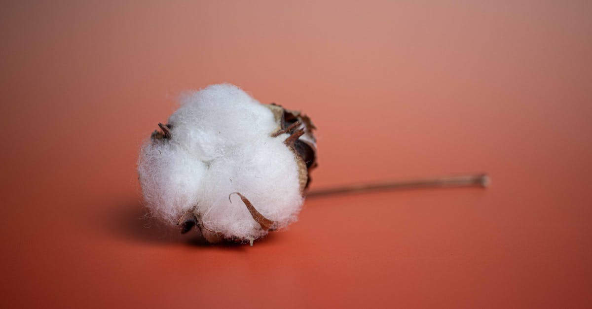 découvrez tout sur le lint : ses causes, comment l'éliminer efficacement et des astuces pour prévenir son apparition sur vos vêtements. obtenez des conseils pratiques pour préserver vos textiles et maintenir leur apparence impeccable.