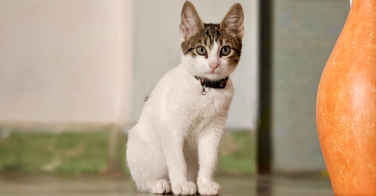 perdu : un chat affectueux et curieux cherche son chemin vers sa maison. aidez-nous à le retrouver !