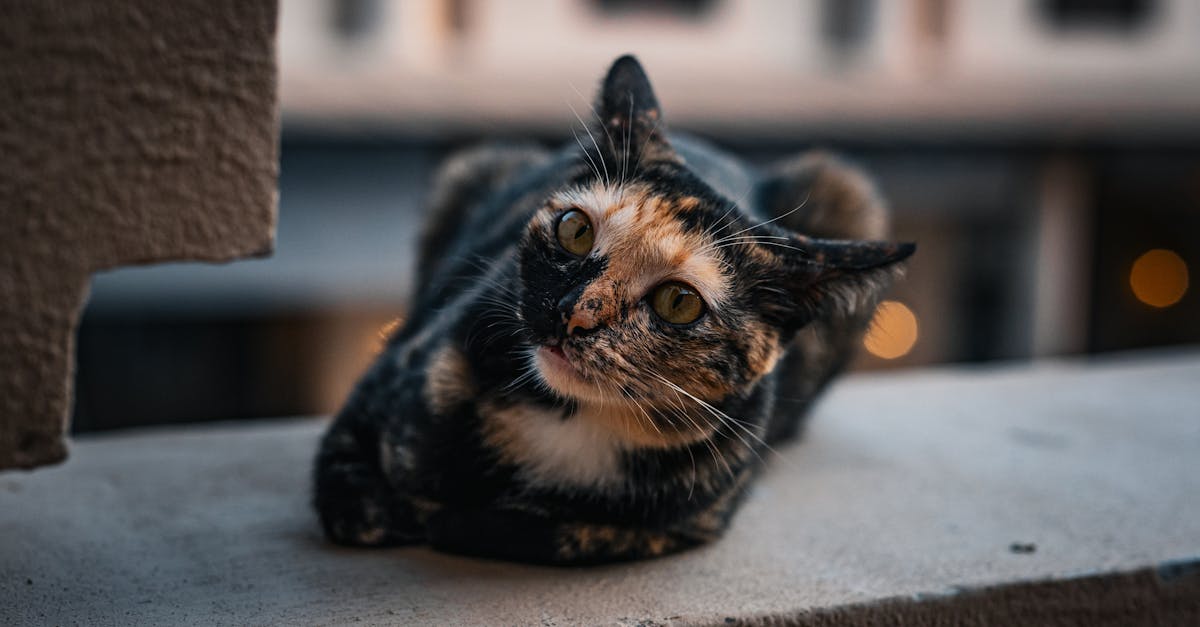 découvrez comment retrouver votre chat perdu avec nos conseils pratiques et astuces utiles. ne désespérez pas, chaque minute compte pour ramener votre compagnon à la maison en toute sécurité.
