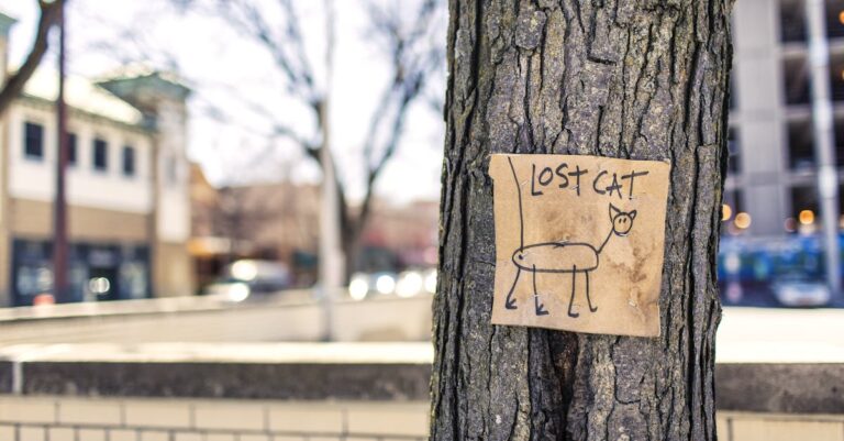 découvrez comment retrouver votre chat perdu grâce à nos conseils pratiques. apprenez les meilleures stratégies pour chercher et signaler un chat disparu. ne perdez pas espoir, chaque étape compte dans la quête pour ramener votre compagnon à la maison.