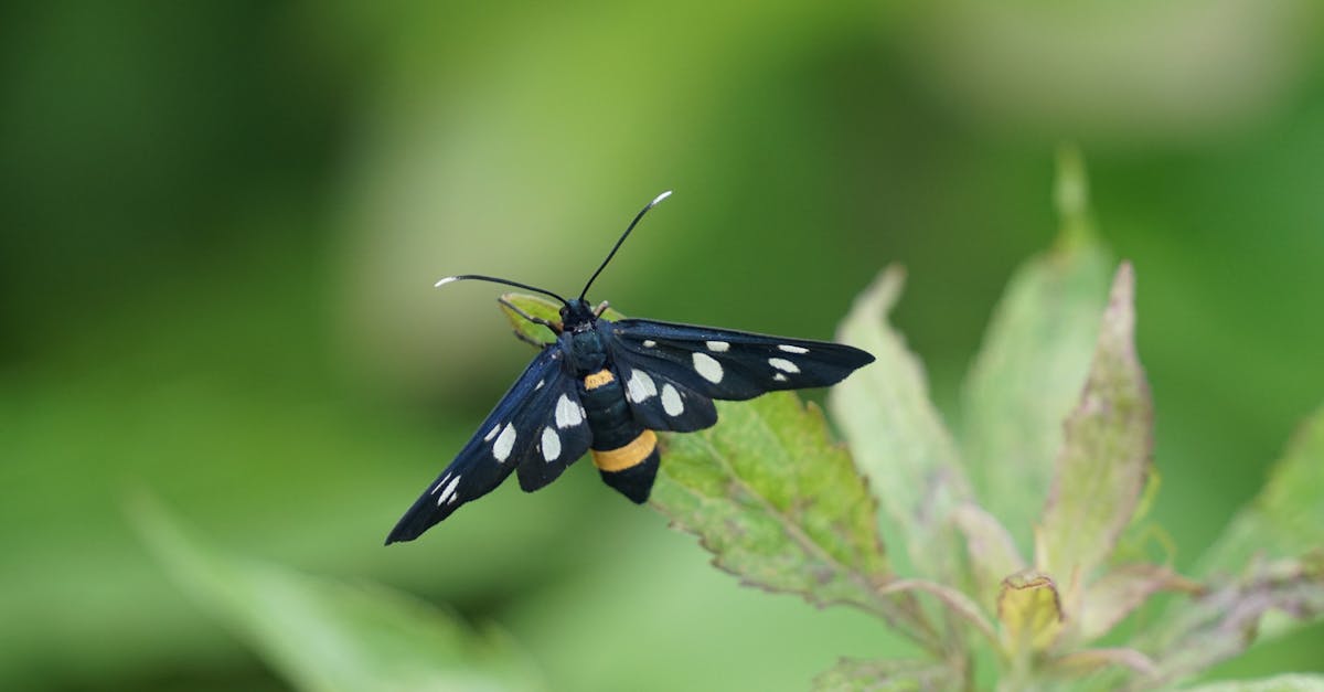 découvrez le monde fascinant des papillons de nuit. explorez leur variété, leur biologie, et leur rôle dans l'écosystème. apprenez à reconnaître ces insectes mystérieux et appréciez leur beauté nocturne.