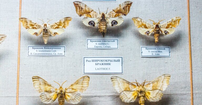 découvrez l'univers fascinant des papillons de nuit : leur diversité, leur rôle dans l'écosystème et des conseils pour les observer dans leur habitat naturel.