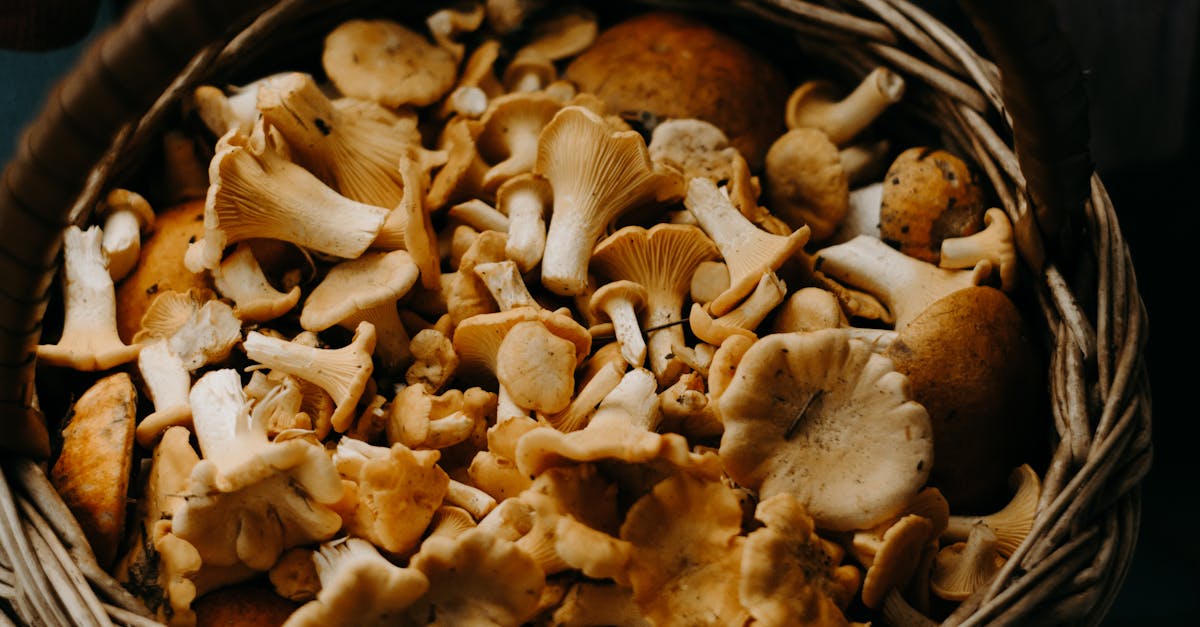 découvrez l'univers fascinant des champignons : leurs variétés, bienfaits pour la santé, et comment les cuisiner pour des plats savoureux. explorez les secrets de la mycologie et apprenez à identifier les champignons comestibles.