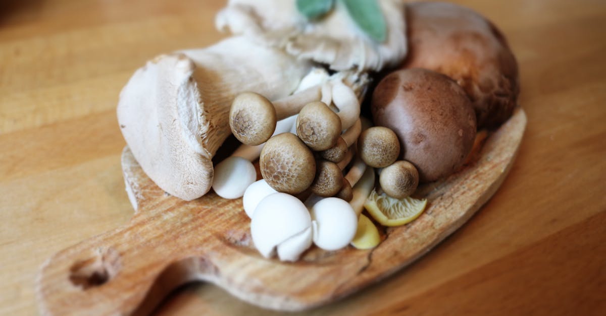 découvrez l'univers fascinant des champignons : variétés délicieuses, bienfaits pour la santé, astuces de cueillette et recettes savoureuses. explorez les richesses de la mycologie et apprenez à apprécier ces trésors de la nature.