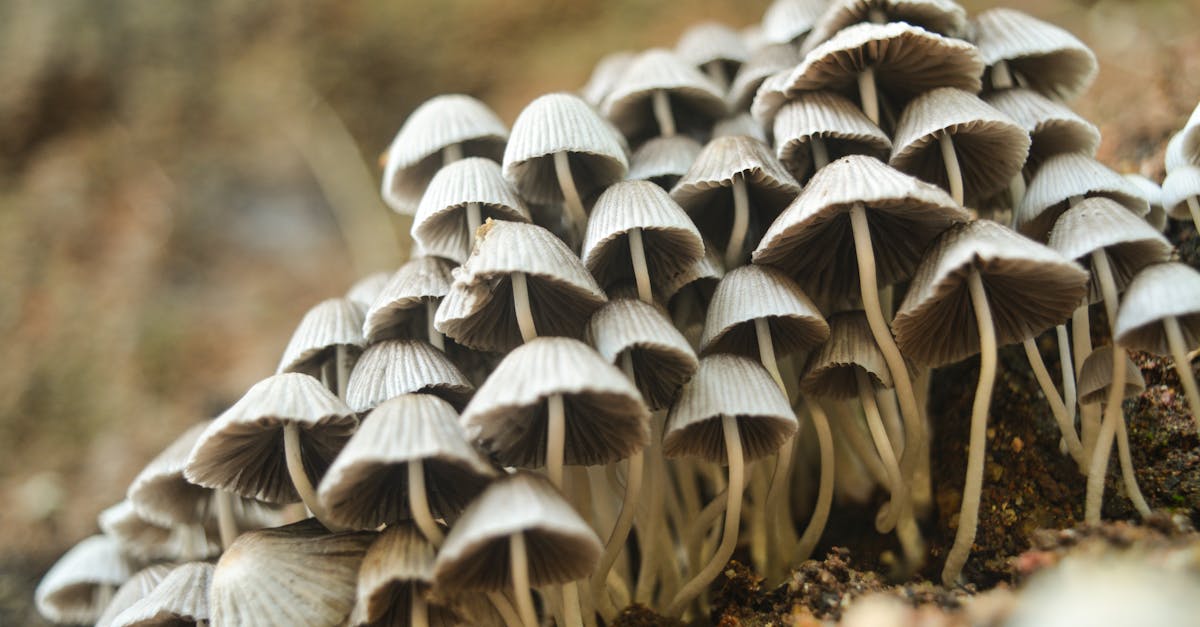 découvrez l'univers fascinant des champignons : variétés, bienfaits, recettes savoureuses et conseils de culture. explorez les secrets de cette royaume mystérieux et savourez les délices qu'il a à offrir.