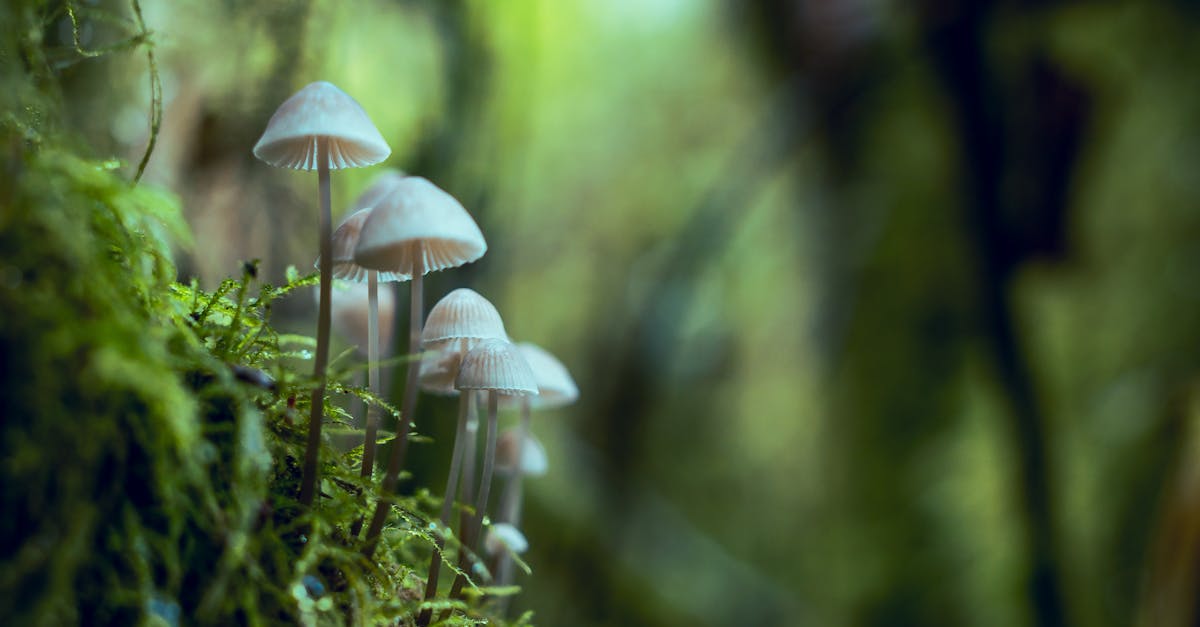 découvrez l'univers fascinant des champignons : leurs variétés, bienfaits pour la santé, et recettes savoureuses. apprenez à les identifier et à les intégrer dans votre alimentation pour une cuisine riche en saveurs.