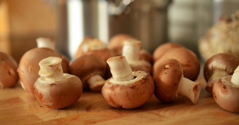 découvrez l'univers fascinant des champignons : varieties, bienfaits pour la santé, recettes savoureuses et conseils de culture. plongez dans le monde mycologique et apprenez à apprécier ces trésors de la nature.