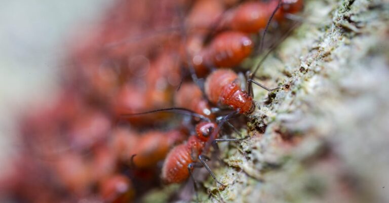 découvrez tout ce qu'il faut savoir sur les nuisibles : identification, prévention et solutions efficaces pour protéger votre maison et votre jardin. apprenez à gérer les infestations et à maintenir un environnement sain.