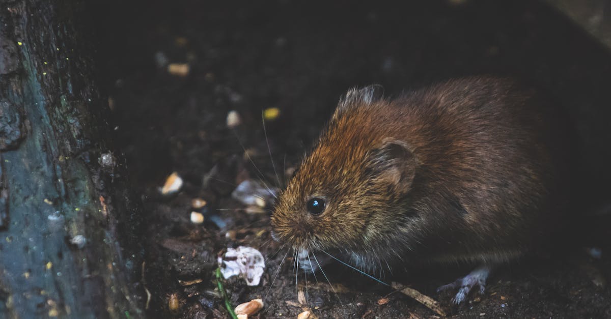 découvrez tout ce que vous devez savoir sur les nuisibles : identification, prévention et méthodes de traitement pour protéger votre maison et votre jardin. informez-vous sur les meilleures pratiques pour gérer les insectes et rongeurs indésirables de manière efficace.