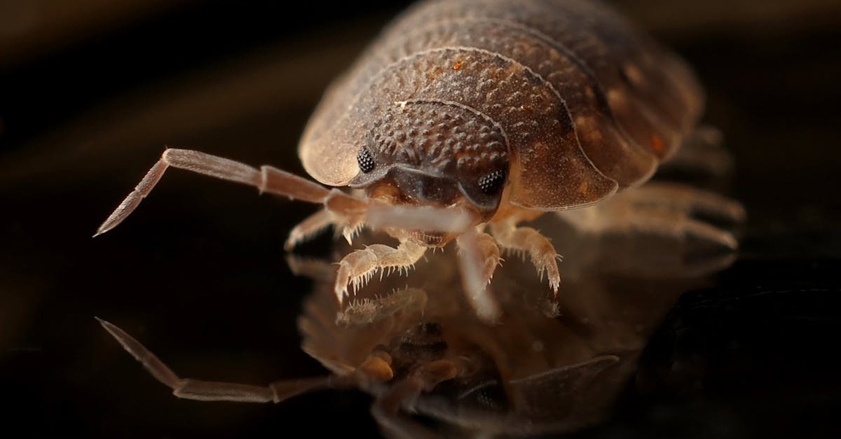 découvrez tout ce qu'il faut savoir sur les nuisibles : identification, prévention et solutions efficaces pour protéger votre maison des infestations. apprenez à gérer les problèmes liés aux rongeurs, insectes et autres bestioles indésirables.
