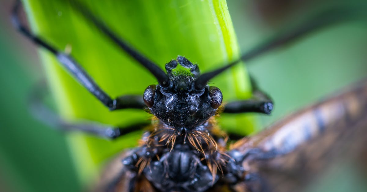 découvrez tout sur les nuisibles : identification, prévention et méthodes efficaces pour protéger votre maison des insectes et rongeurs indésirables. apprenez à gérer vos problèmes d'infestation avec des solutions écologiques et durables.