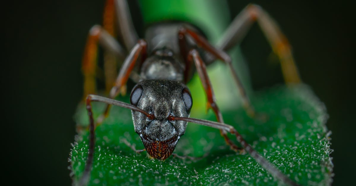 découvrez tout sur les nuisibles : identification, prévention et solutions efficaces pour protéger votre maison et votre jardin des infestations. informez-vous sur les meilleures pratiques pour un environnement sain.