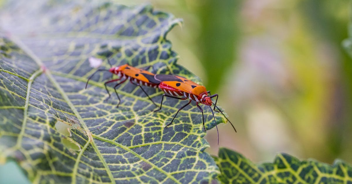 découvrez tout ce que vous devez savoir sur les nuisibles : identification, prévention et solutions efficaces pour protéger votre maison et votre jardin. apprenez à gérer les infestations et à assurer un environnement sain.