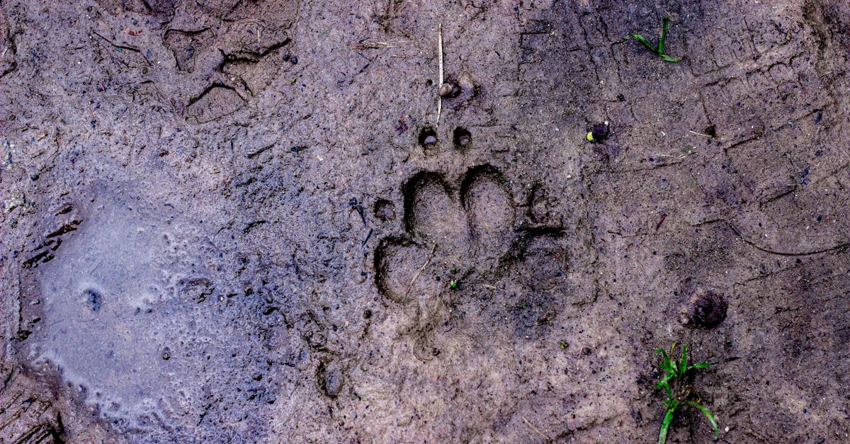 découvrez des solutions efficaces pour éliminer les odeurs de vos animaux de compagnie. profitez d'un intérieur frais et agréable grâce à nos astuces et produits recommandés.