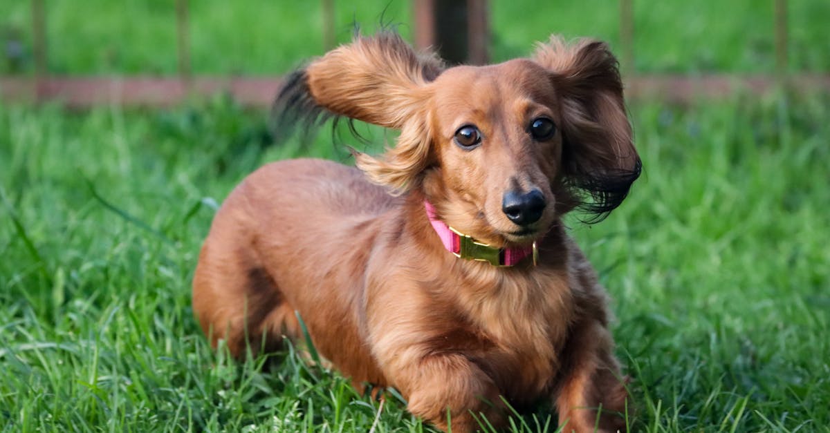 découvrez comment éliminer les odeurs d'animaux de compagnie dans votre maison avec des astuces efficaces et des produits adaptés. transformez votre espace de vie en un endroit frais et accueillant, sans les désagréments des odeurs d'animaux.