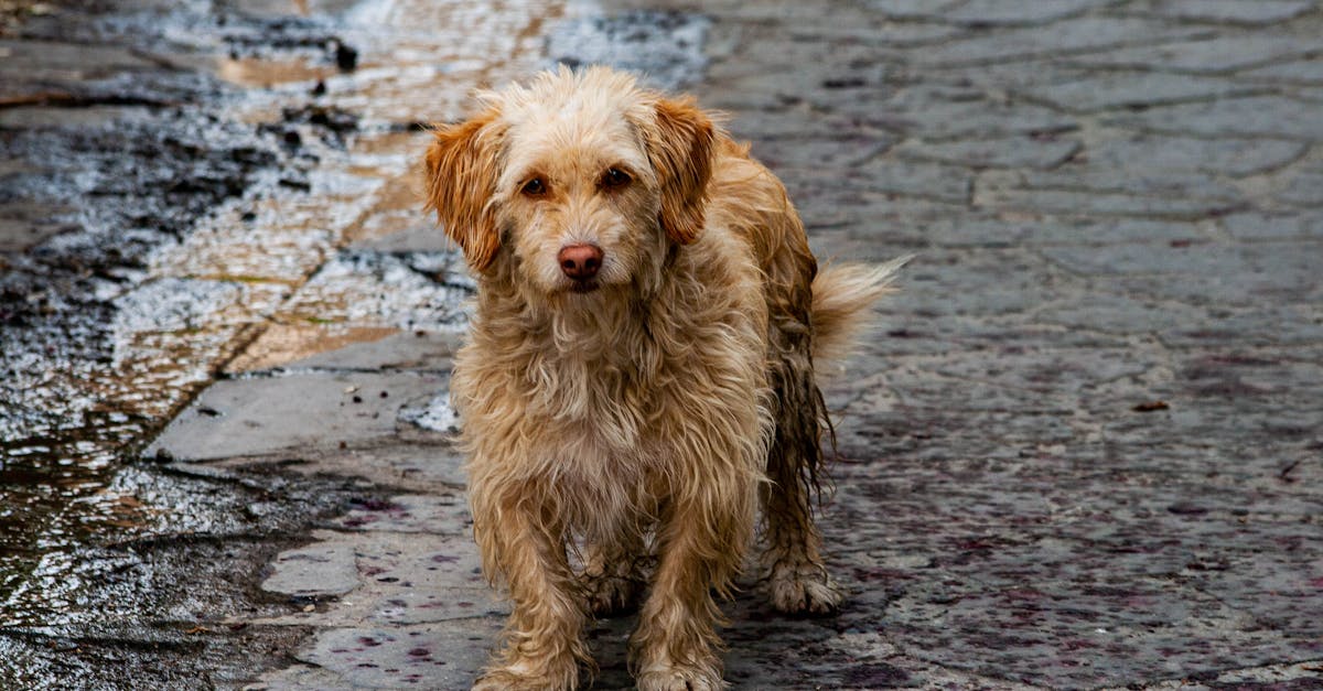 découvrez des solutions efficaces pour éliminer les odeurs d'animaux de compagnie. apprenez à identifier les causes des mauvaises odeurs et à maintenir un environnement frais et propre pour vous et vos animaux.