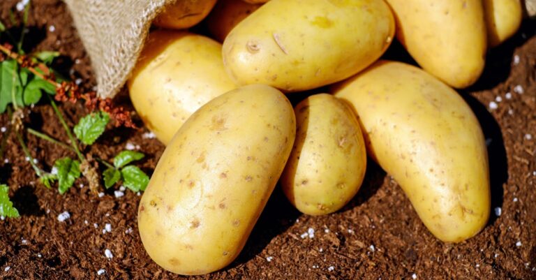 découvrez l'univers des pommes de terre : des recettes délicieuses, des astuces de cuisine et des informations sur les différentes variétés. apprenez à préparer ce tubercule sous toutes ses formes, pour régaler vos convives avec des plats savoureux et réconfortants.