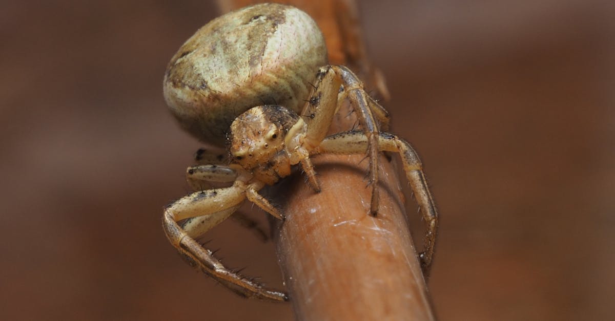 découvrez notre répulsif anti-araignées efficace et naturel pour protéger votre maison. dites adieu aux araignées grâce à notre formule douce mais puissante, idéale pour un intérieur sain et apaisé.
