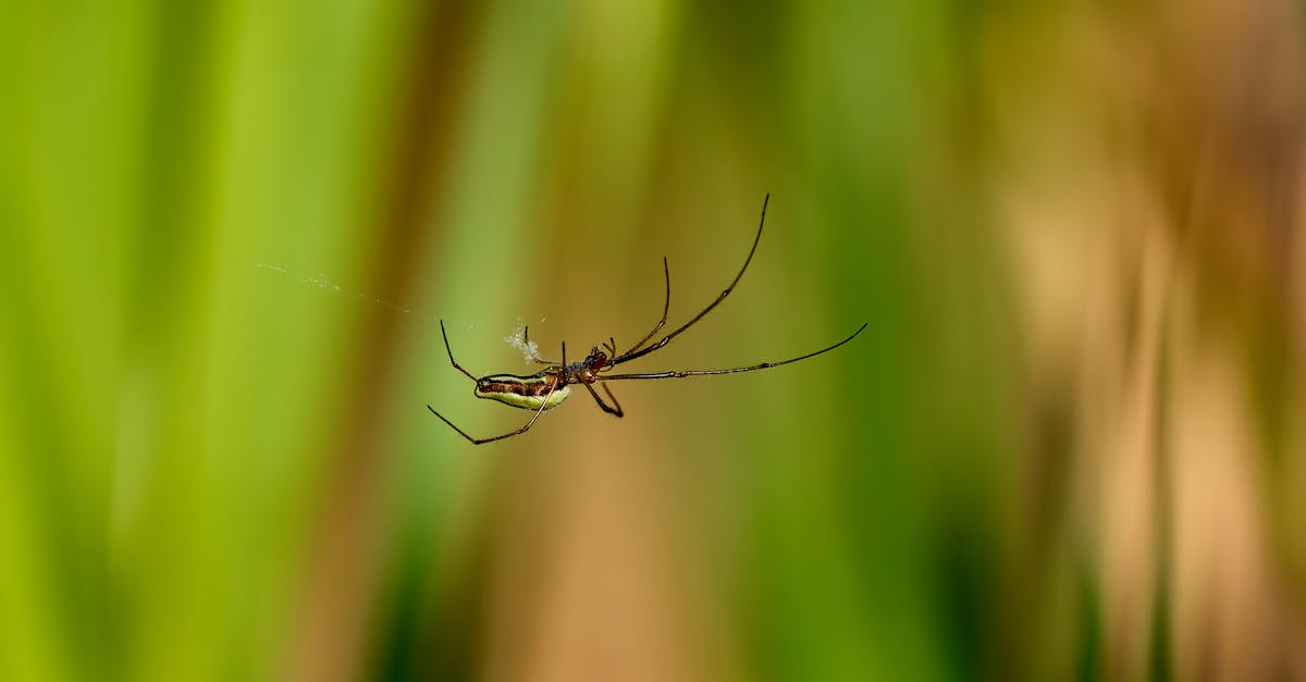 découvrez notre répulsif à araignées efficace pour éloigner ces intrus de votre maison. formulé avec des ingrédients naturels, notre produit est sûr pour votre famille et vos animaux de compagnie. protégez votre espace de vie des araignées et profitez d'un environnement plus serein.