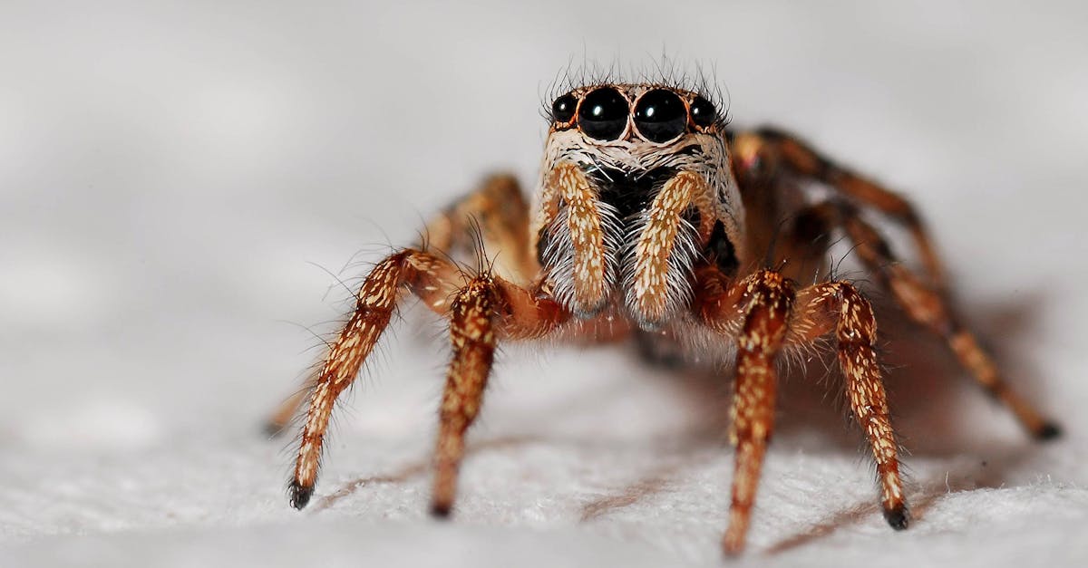 découvrez notre répulsif pour araignées, une solution efficace et naturelle pour éloigner ces indésirables de votre maison. protégez votre espace de vie tout en restant respectueux de l'environnement.