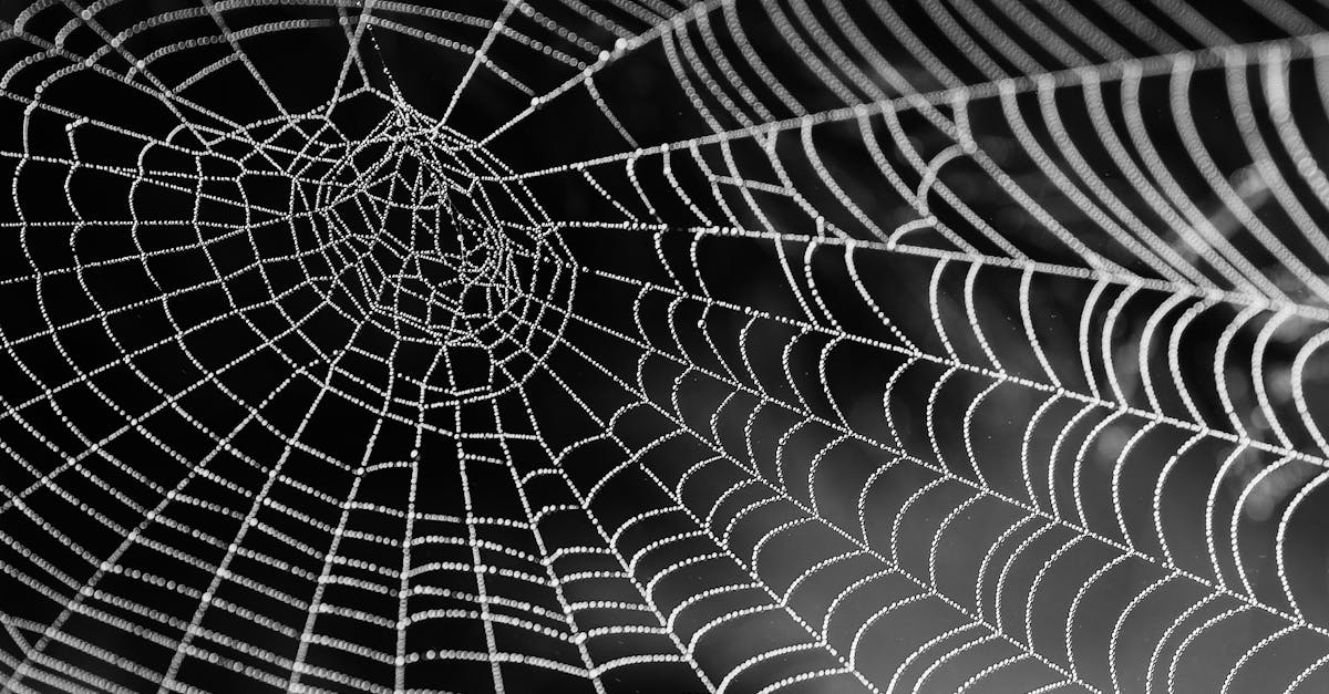 découvrez notre répulsif contre les araignées, une solution efficace pour éloigner ces invités indésirables de votre maison. protégez votre espace de vie avec des produits naturels et sûrs tout en préservant votre environnement.