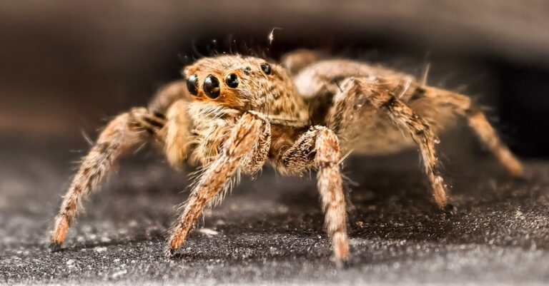 découvrez notre répulsif contre les araignées, une solution efficace et naturelle pour éloigner ces indésirables de votre maison. profitez d'un environnement sain et serein grâce à notre produit testé et approuvé.