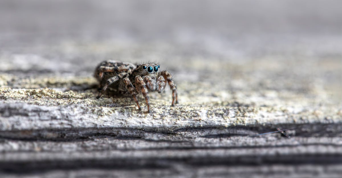 découvrez notre répulsif à araignées efficace pour protéger votre maison des intrusions indésirables. formulé avec des ingrédients naturels, il crée une barrière invisible qui éloigne les araignées tout en respectant l'environnement. protégez votre espace de vie tout en gardant un environnement sain et sûr.