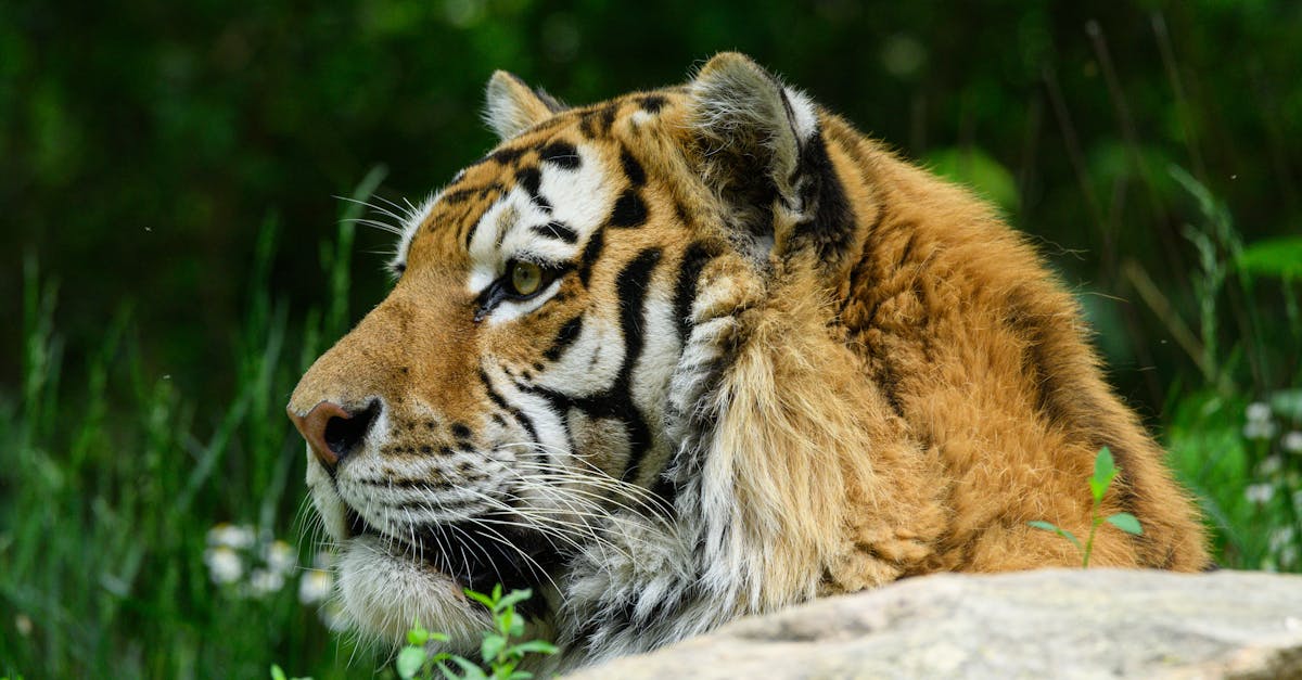 découvrez tiger balm, le baume apaisant aux vertus naturelles qui soulage les douleurs musculaires et articulaires. idéal pour les sportifs et ceux en quête de bien-être, sa formule unique apporte chaleur et réconfort. essayez-le dès aujourd'hui !