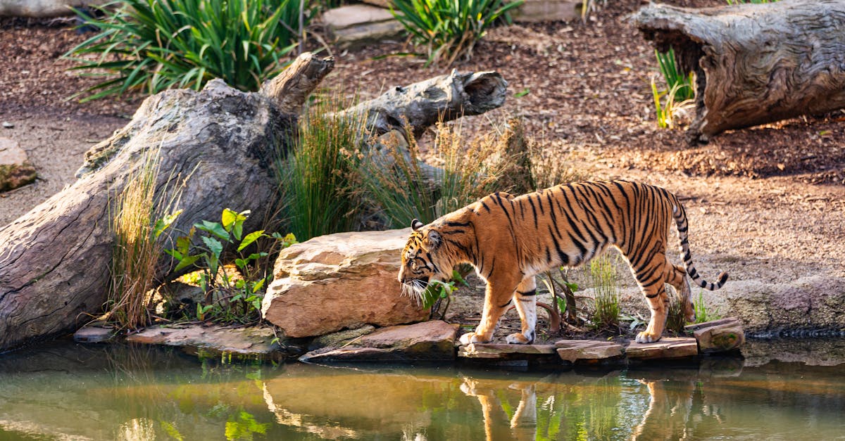 découvrez le baume du tigre, un remède naturel aux multiples bienfaits. utilisé pour soulager les douleurs musculaires, les maux de tête et les courbatures, ce baume aux plantes est un essentiel dans votre trousse de soins. testé et approuvé pour ses propriétés apaisantes, tiger balm est votre allié bien-être au quotidien.