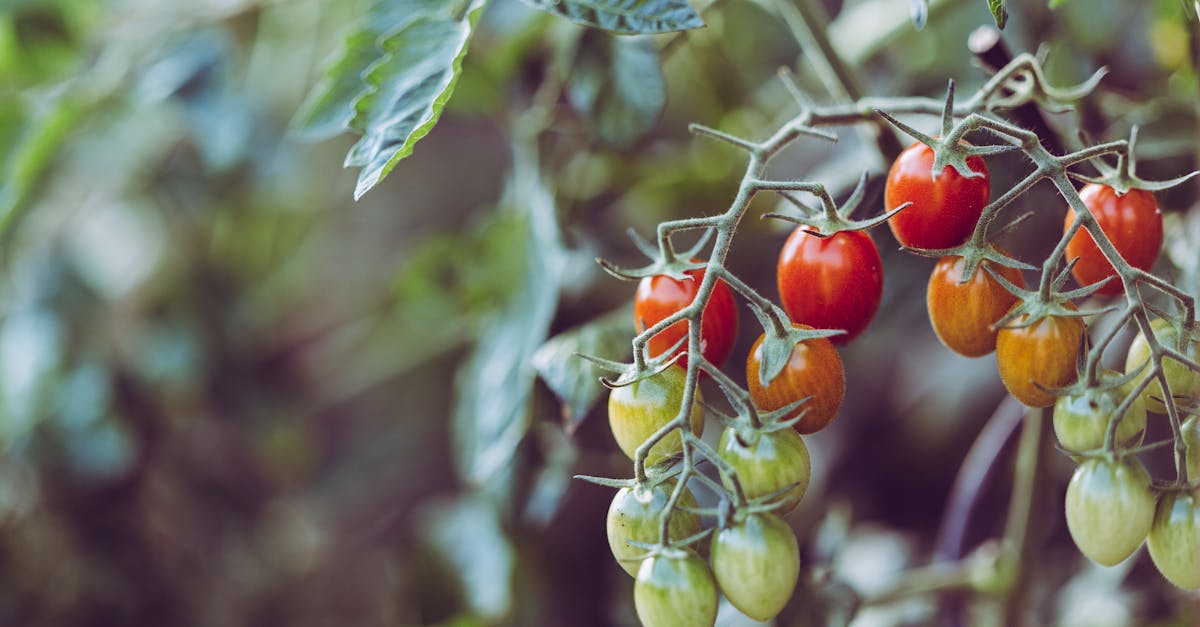 découvrez tout sur les tomates : variétés, bienfaits nutritifs, recettes savoureuses et astuces de culture. apprenez à intégrer ce fruit délicieux et polyvalent dans votre alimentation quotidienne.