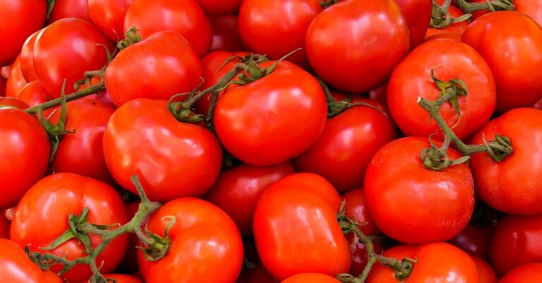 découvrez les bienfaits des tomates, un aliment nutritif et polyvalent. apprenez à les choisir, les conserver et les cuisiner pour rehausser vos plats tout en profitant de leurs propriétés santé.