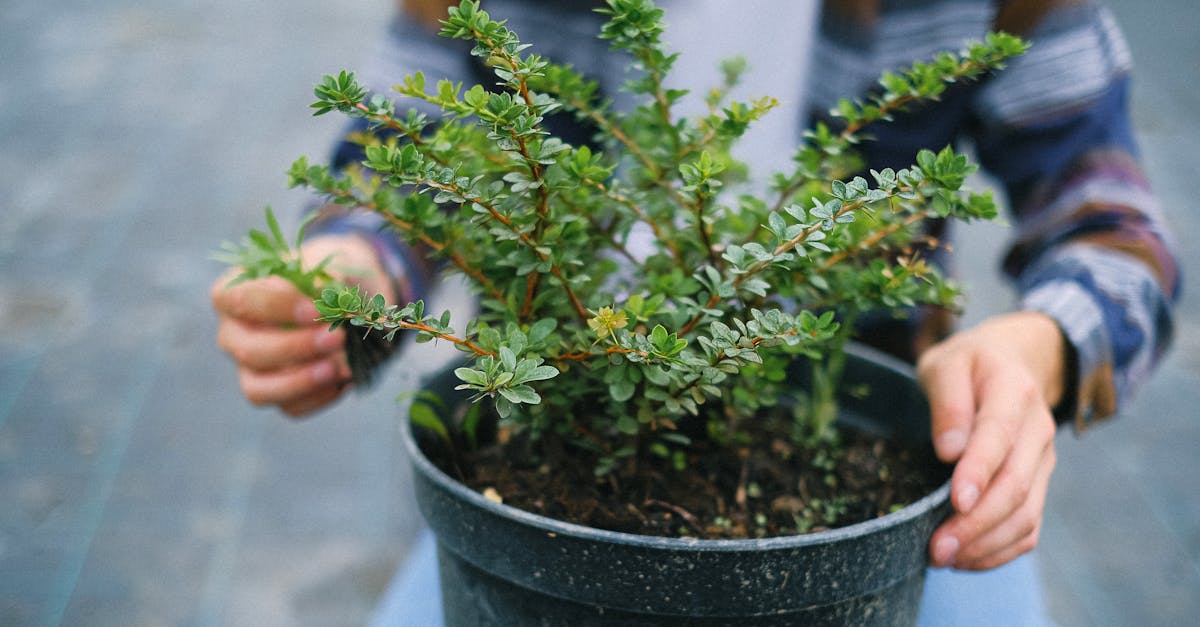 découvrez les meilleures techniques de préservation des légumes pour maintenir leur fraîcheur et leurs nutriments. apprenez à conserver vos récoltes tout au long de l'année grâce à des méthodes simples et efficaces, telles que la mise en bocaux, la congélation ou le séchage. préservez le goût et les bienfaits de vos légumes préférés avec nos conseils pratiques !