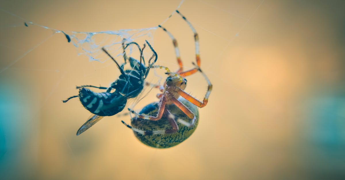 découvrez notre piège à guêpes efficace pour éloigner ces insectes indésirables de votre jardin. facile à utiliser et respectueux de l'environnement, il vous permettra de profiter de vos espaces extérieurs en toute tranquillité.