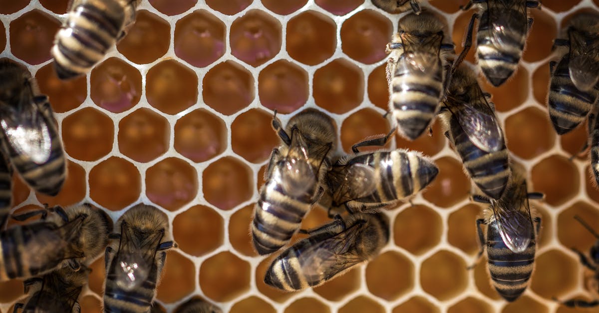 découvrez notre piège à guêpes efficace et écologique, conçu pour éliminer les nuisibles tout en préservant votre jardin. facile à utiliser et sans danger pour les enfants et les animaux, ce piège attire et capture les guêpes sans produits chimiques. protégez vos espaces extérieurs cet été!