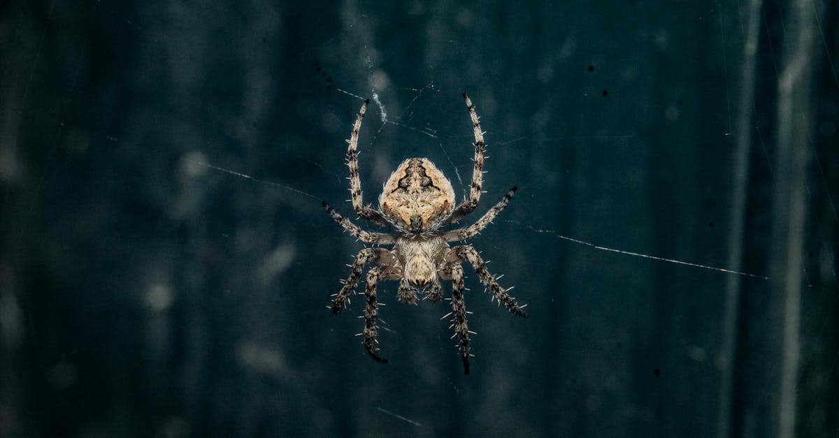 découvrez notre piège à guêpes innovant conçu pour attraper efficacement ces insectes indésirables tout en préservant votre espace extérieur. idéal pour les jardins et les pique-niques, il offre une solution pratique et écologique pour profiter de l'été sans les nuisances des guêpes.