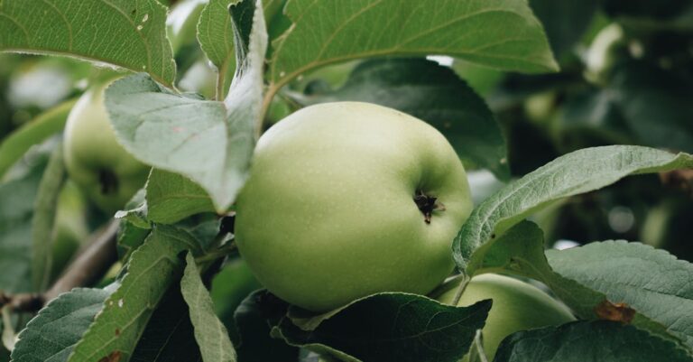 découvrez les bienfaits du vinaigre de cidre de pomme : un allié naturel pour votre santé, aidant à la digestion, au contrôle du poids et à la détoxification. explorez ses multiples usages et recettes pour intégrer ce super aliment dans votre quotidien.