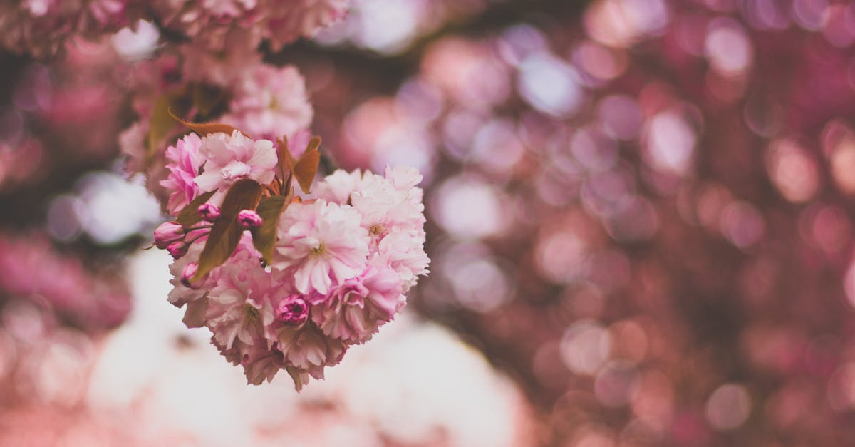 découvrez comment enlever efficacement les taches de cerise sur vos vêtements et tissus avec nos astuces et conseils pratiques. ne laissez pas les taches de cerise gâcher vos vêtements préférés !
