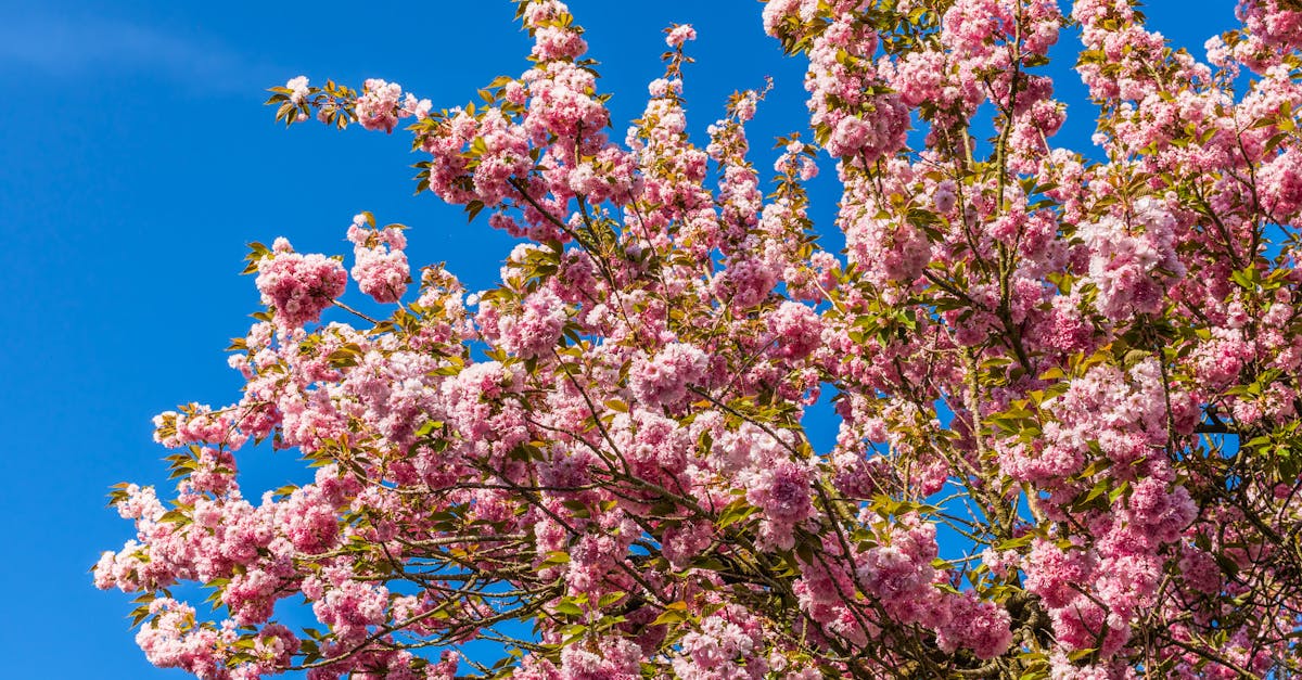 découvrez comment éliminer efficacement les taches de cerise sur vos vêtements et surfaces avec nos astuces simples et pratiques. ne laissez pas les taches de cerise gâcher votre quotidien !