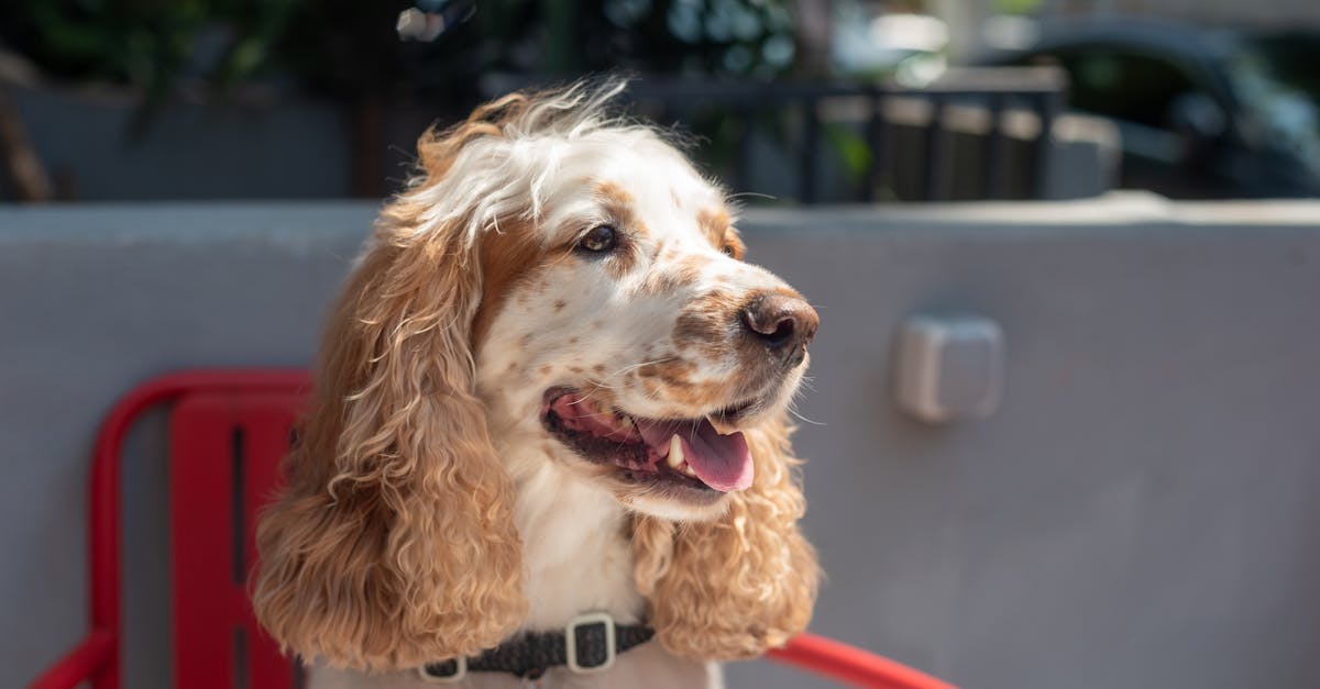 découvrez notre répulsif pour chiens efficace et sûr, spécialement conçu pour éloigner les animaux indésirables sans nuire à votre environnement. protégez votre jardin et vos espaces extérieurs tout en garantissant le bien-être de votre animal.